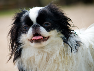 small black and white dog